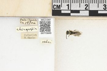 Media type: image;   Entomology 773849 Aspect: Labels